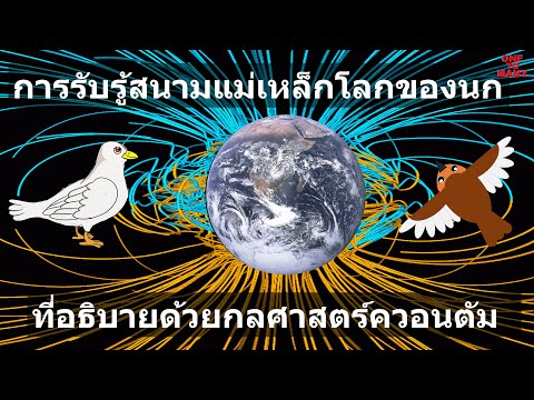 วีดีโอ: คำถามแบบทดสอบสนามแม่เหล็กโลกเกิดจากอะไร?