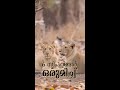6   girforest wildlife recaptureearth photography vmsadiqueali gujarat