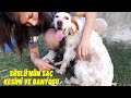 ENGLISH SETTER SÜSLÜ&#39;NÜN TÜYLERİNİ KESTİK