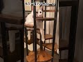 【猫】お手手をツンしたら・・・w