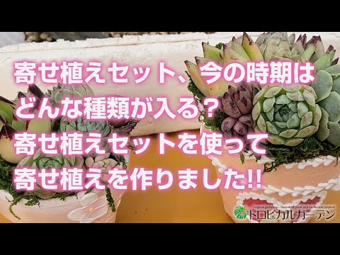 多肉植物】寄せ植えセット、今の時期はどんな種類が入る？寄せ植え
