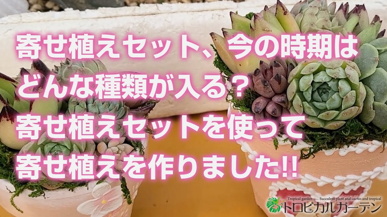 多肉植物】寄せ植えセット、今の時期はどんな種類が入る？寄せ植え