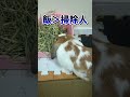うさぎの世話をしてると起こる悲しい現実 #うさぎ#うさぎのいる暮らし #bunny#ロップイヤー #shorts