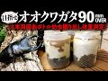オオクワガタブリード90mmオーバー目指します！＜1本目菌糸ボトル幼虫掘り出し体重測定＞