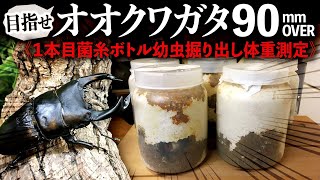 オオクワガタブリード90mmオーバー目指します！＜1本目菌糸ボトル幼虫掘り出し体重測定＞