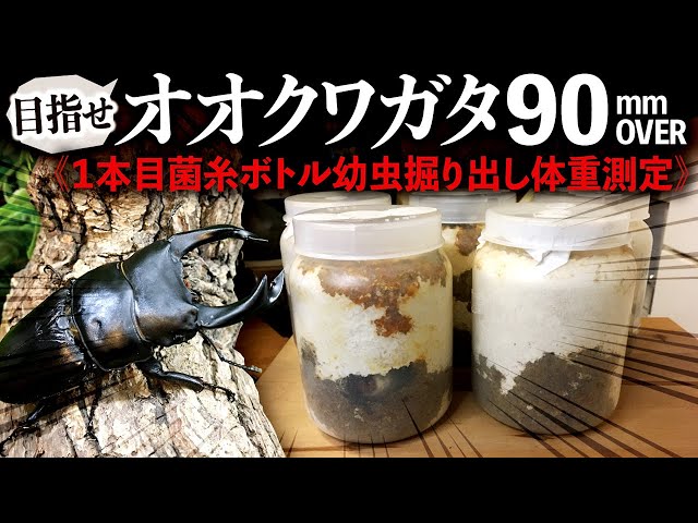 オオクワガタブリード90mmオーバー目指します！＜1本目菌糸ボトル幼虫