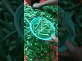 Raithu bajar #vegetables #hyderabad #fresh vegetable 🥒🍆 #shorts #selling