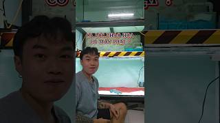 Cá Lóc Kiểng Pháo Hoa cơ bản có mấy có mấy loại?Có khác nhau không|Cá cảnh An An #cacanhanan #channa