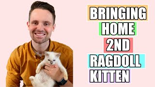 Bringing Home Our RAGDOLL KITTEN | NEW KITTEN | HOW TO INTEGRATE CATS AND KITTENS