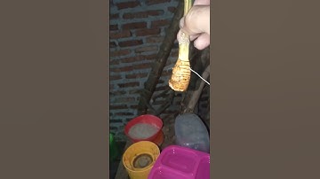 bambu unik ranting songgo Buwono,akan saya jadikan bonsai mame