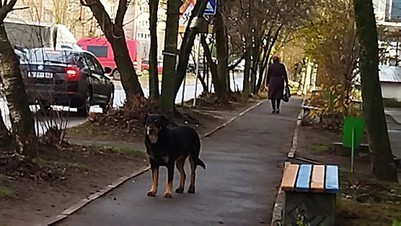 Всю ночь пасëт пëс у подъезда Хорру - YouTube