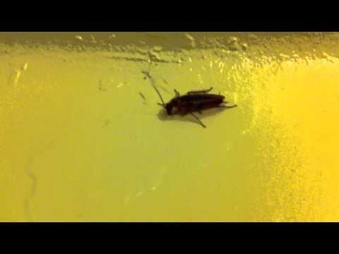 Flying cockroach ! Creepy! @withcheesepls