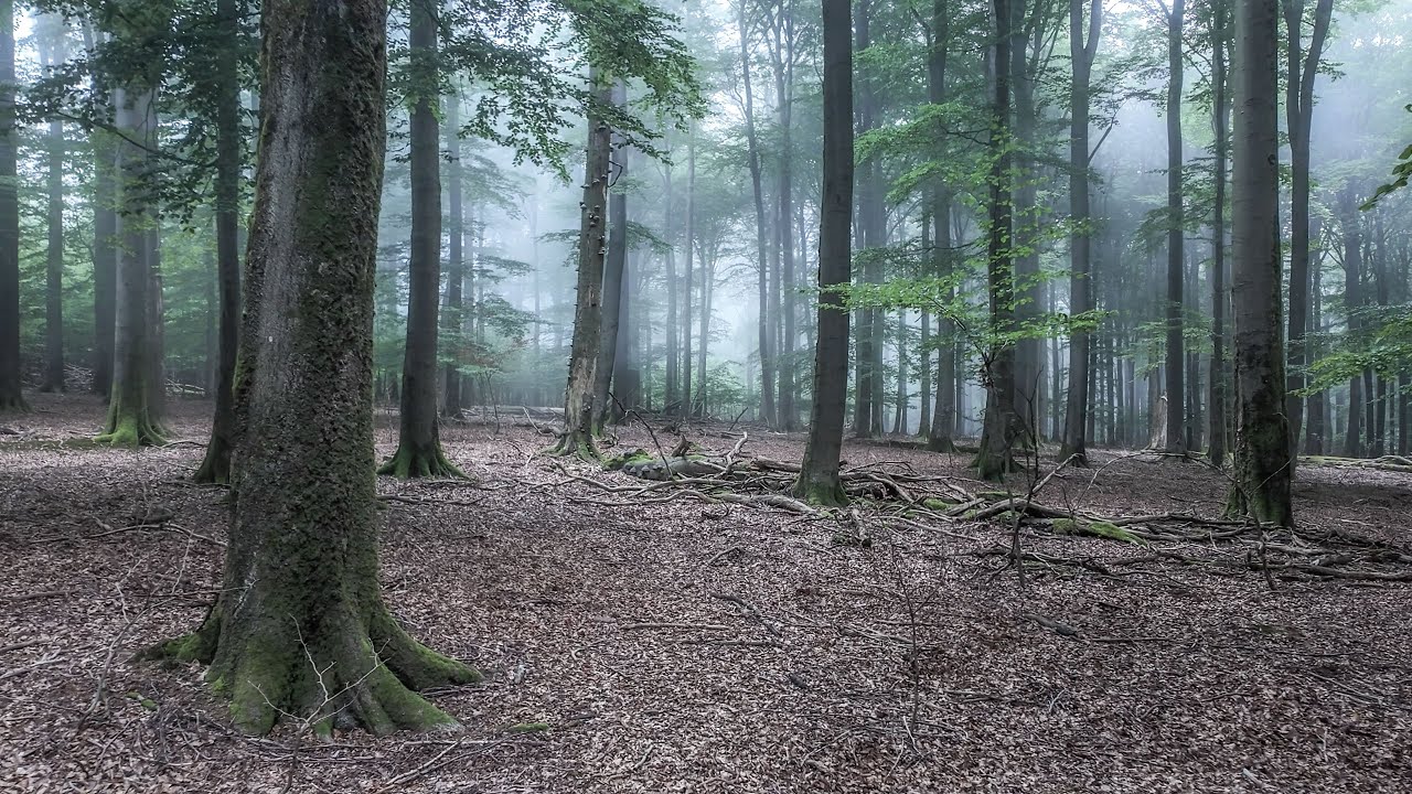 Ancient Forest Exploration in Moody Dawn Ambience