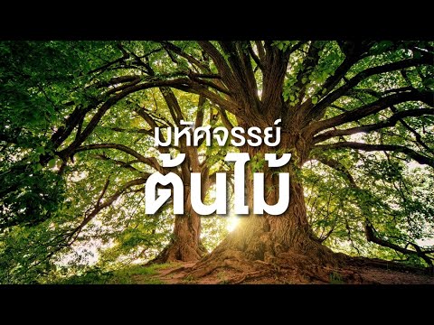 วีดีโอ: การสืบพันธุ์ของต้นฟลอกส: อย่างไรและเมื่อไหร่ที่จะปลูก? คุณสมบัติของการแบ่งพุ่มไม้ในฤดูใบไม้ร่วง กฎการเพาะเมล็ดและการดูแลเพิ่มเติม