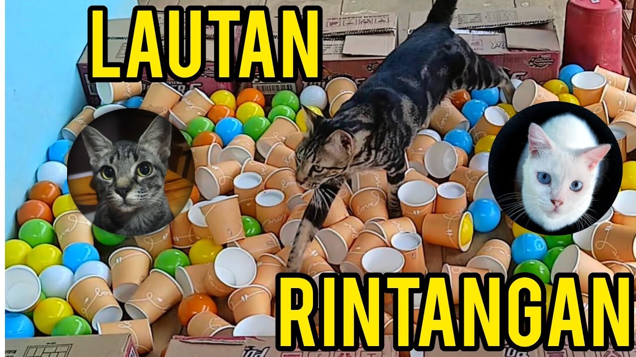 LAUTAN RINTANGAN | New Cat Cup Challenge | Cat Games | Funny Cat Videos