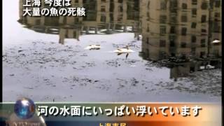 上海 今度は大量の魚の死骸