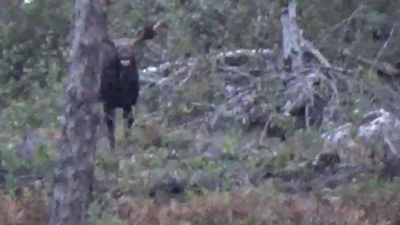 Ontario Archery Moose Hunting at it’s Finest 2019 ‘scenting’ and give