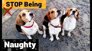 How To Prevent Wrong Behavior | BEAGLE by Pipas The Beagle 475 views 3 years ago 1 minute, 56 seconds