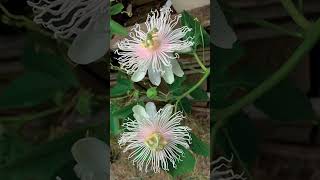 Guess this flower 6👍