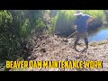 Removing Multiple Rebuilt Beaver Dams And Area Inspections #Satisfying #Beavers #Dam