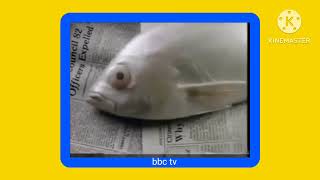 Raid Kills Bugs Dead Scjohnson A Family Company