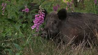 Spirit of Spring Veluwe Wildlife movie