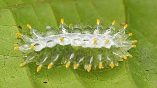 Jewel Caterpillar from the Amazon rainforest of Ecuador