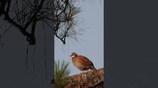 The Southern Gentleman’s Song of the South @MossyOakGameKeepers #bobwhites #quail #fyp screenshot 3