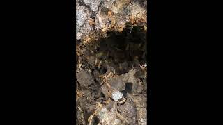 Quick look at termites