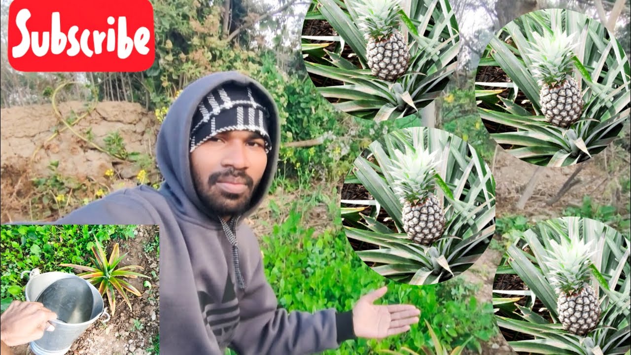 Aaj Mene Lgaya Pineapple🍍Ka Podha |  Today I planted A pineapple Tree || SR_Offical-09