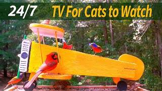 24/7 Birds for Cats to Watch  #birdsounds #cattv #live