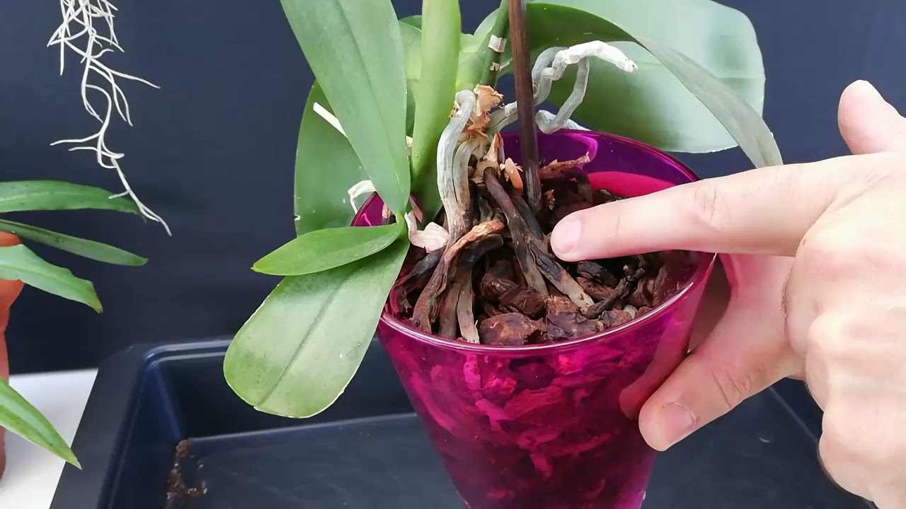 Plantar dos Orquídeas Phalaenopsis en una maceta