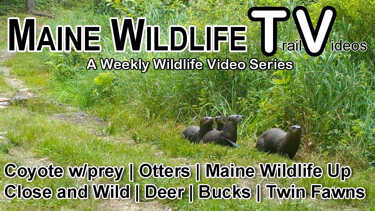 Coyote w/prey | Otters | Maine Wildlife Up Close and Natural | Deer