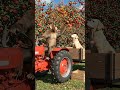 Cartoon video for kids|Monkey and dogs plucking apples from garden #kids #littlemonkey #kidscontent