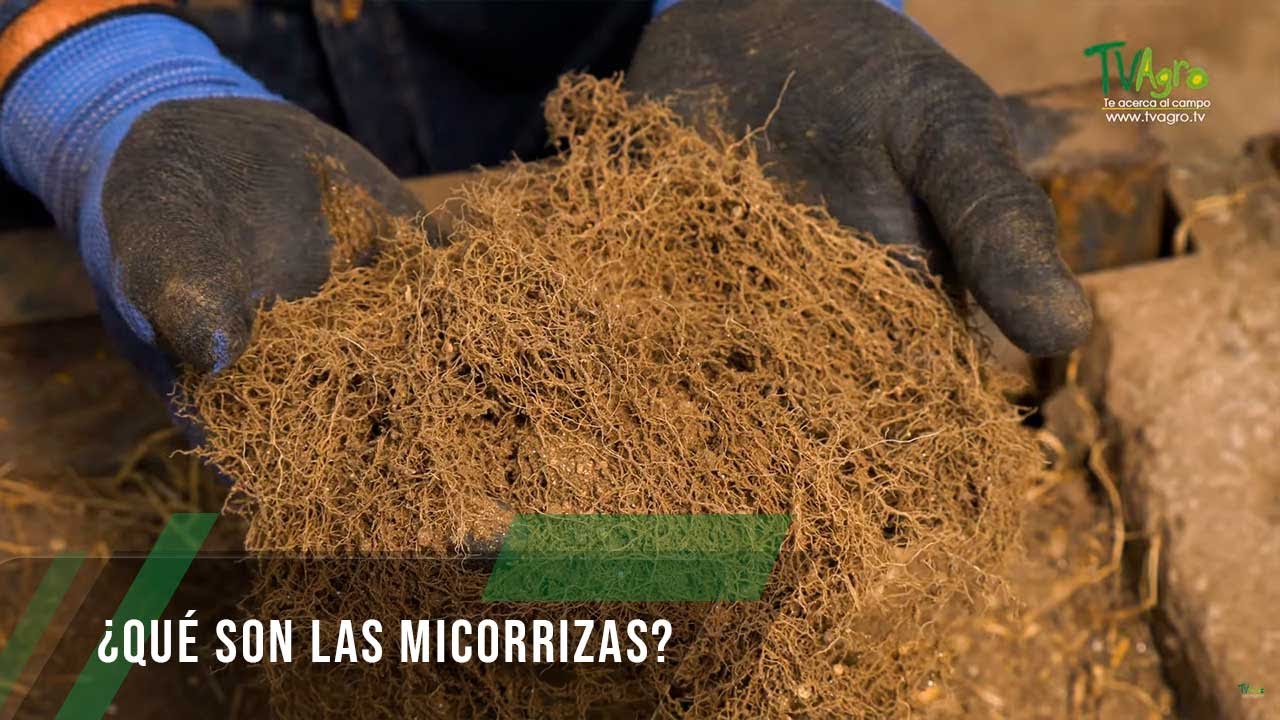 Qué son las micorrizas - TvAgro por Juan Gonzalo Angel Restrepo