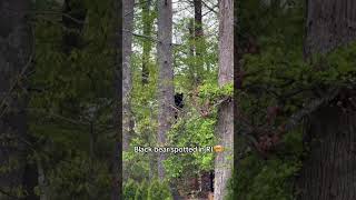 Famous Black bear spotted in wood estates 🤯 #fyp #animal #bear #sighting Net Worth
