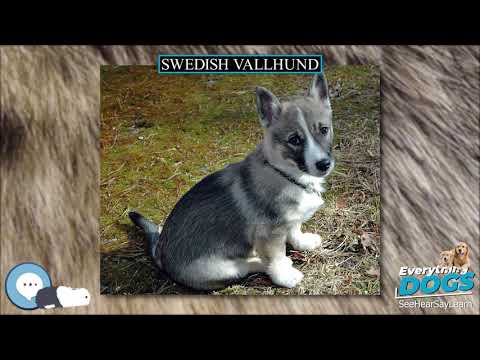 hilltop swedish vallhunds