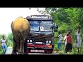 A wild elephant on kataragama road trying to attack a bus