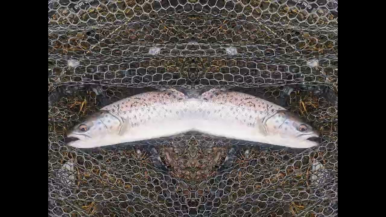 første havørred tur i år med TEAM ild i piben.