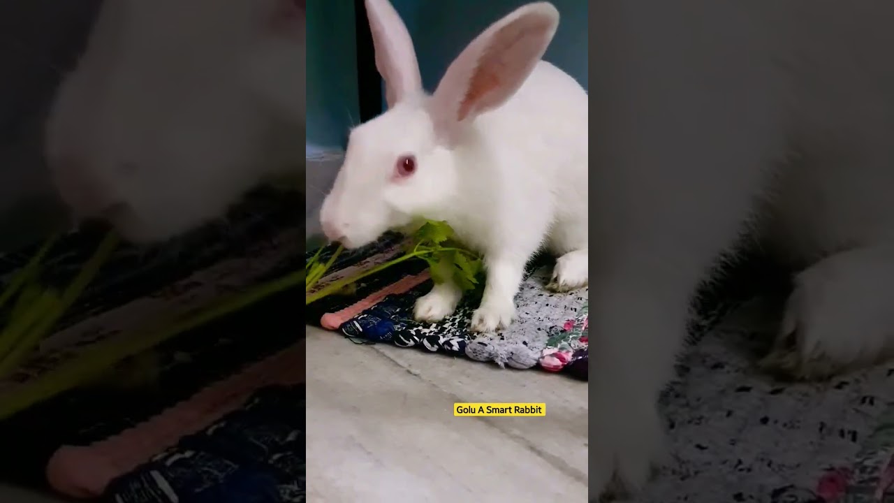 Rabbit Eating video 