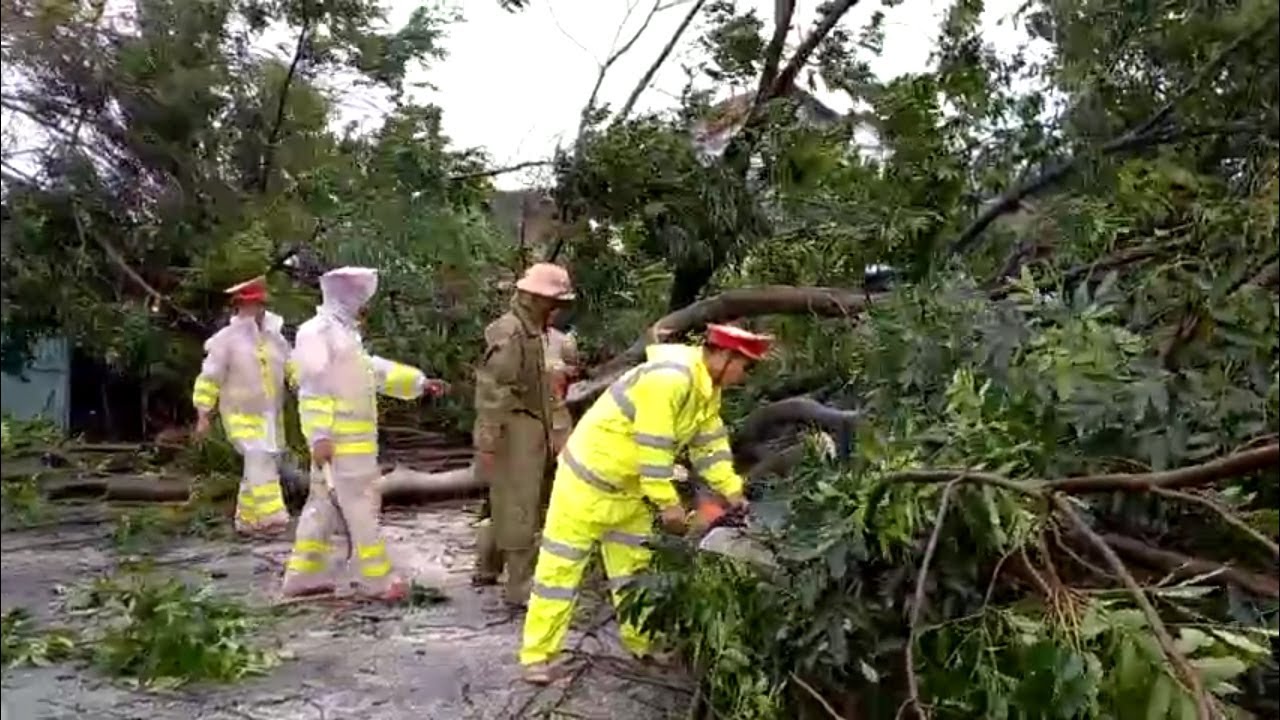 CSGT dọn cây ngã đổ do mưa bão khai thông đường - youtube