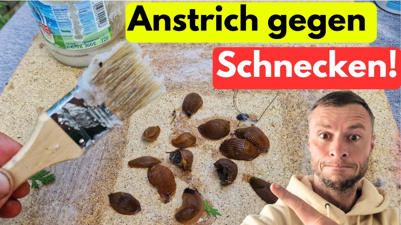 ANSTRICH gegen SCHNECKEN selber herstellen! Das funktioniert wirklich 😱