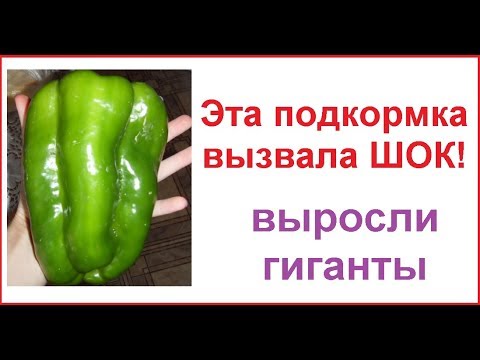 ПОСЛЕ ЭТОЙ ПОДКОРМКИ У ВАС БУДУТ ОВОЩИ ГИГАНТЫ