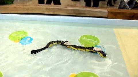 Salamandra robotica II transitions from walking to swimming