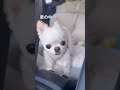 大好きなお父さんの姿が見えなくなってクンクン泣いちゃうチワワ #癒し #わんこ #shorts #chihuahua