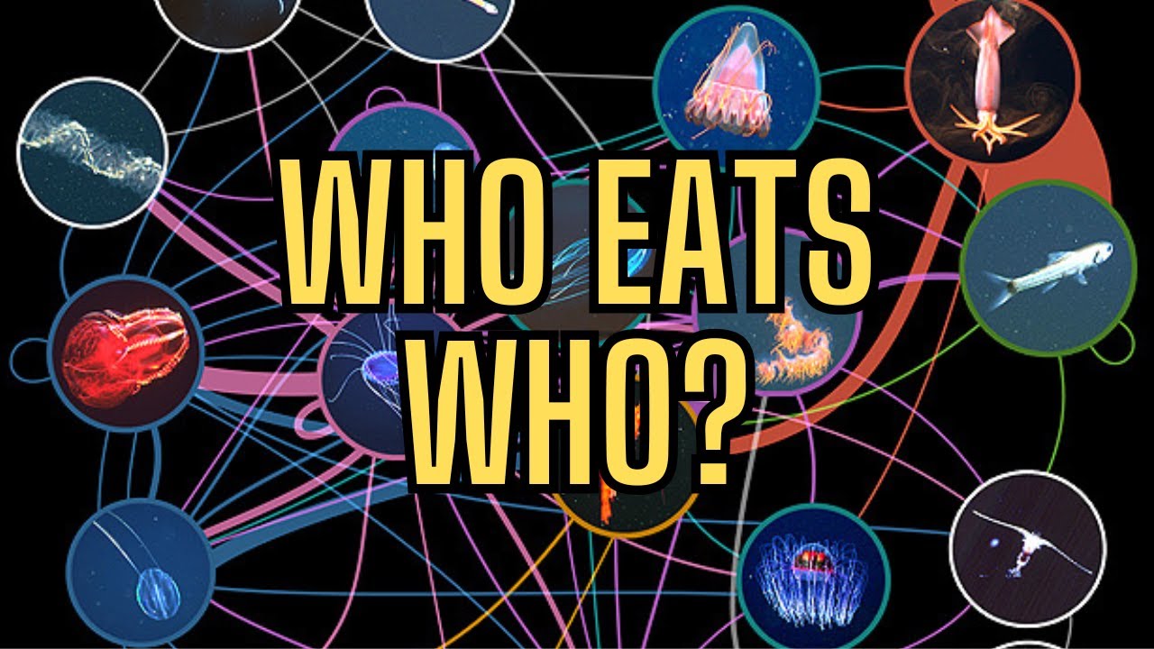 Ocean Food Web: From Plankton to Predators