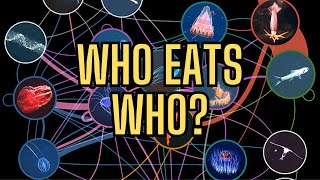 Ocean Food Web: From Plankton to Predators