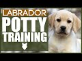 How To Potty Train Your LABRADOR