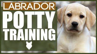 How To Potty Train Your LABRADOR