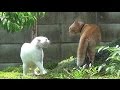 【実録 猫の喧嘩！悲鳴をあげた猫！】喧嘩のその後は・・・　Cat fights